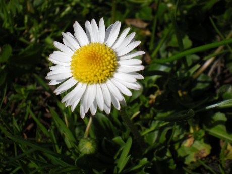 samoty, jaro 2009 031.JPG